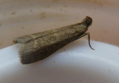 Réf. 215 189 : Eccopisa effractella